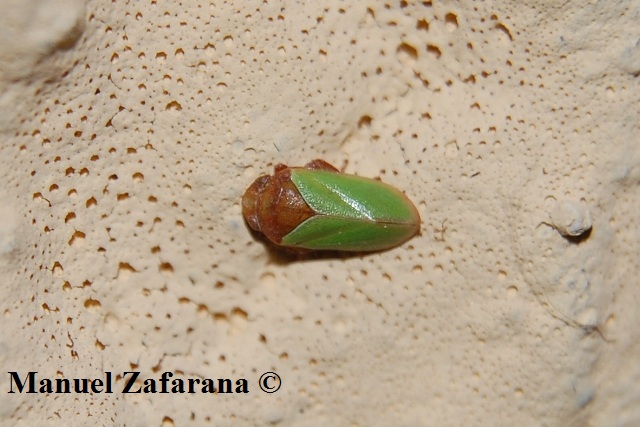 Omotterino verdastro da id. [ Tettigometra sp. ]